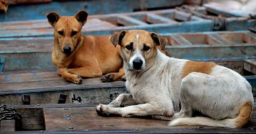 Pet dogs’ ‘rescue’: Complaints lodged against JMC-Greater